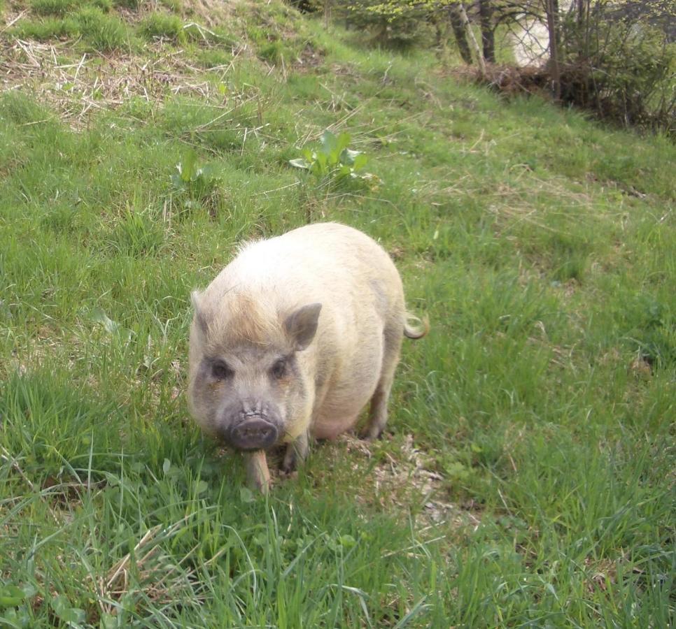 Ferienwohnung Bauernhof Obererlach Bramberg am Wildkogel Esterno foto