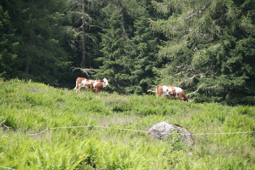 Ferienwohnung Bauernhof Obererlach Bramberg am Wildkogel Esterno foto